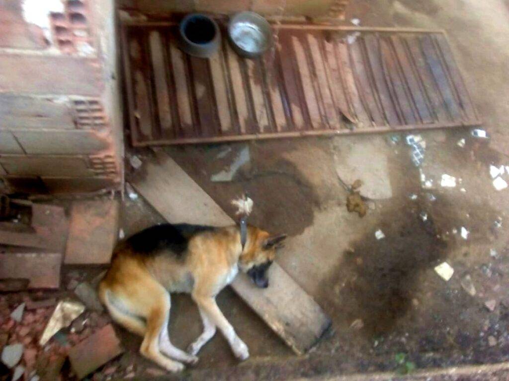 Tragédia anunciada: Criança de dois meses é morta pelo cão da família em Teresina